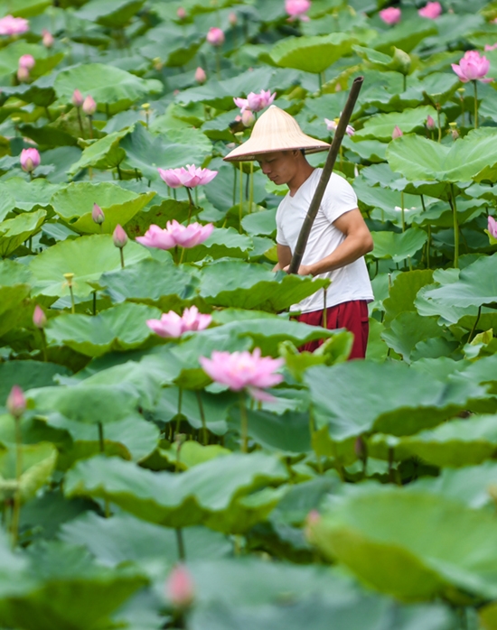  Besides picking the lotus flowers in the early morning, the ponds’ owners also rent their space for photographing.