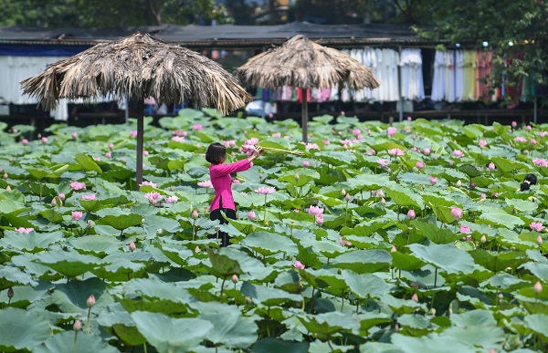 Lotus flower is present in Vietnamese culture and arts, especially in Buddhism and leaves its imprint in some historical architectures including One Pillar Pagoda, Buddha's pedestal and stylized decorative patterns.