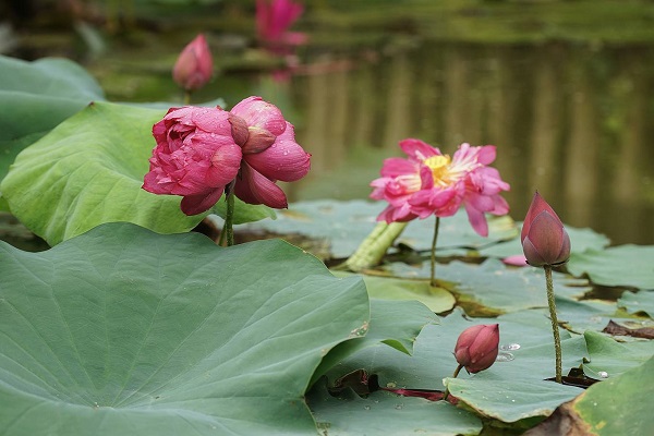 Tinh De (calming the king) lotus grown at a muddy pond in Gia Lam district, Hanoi is a kind of mutant species with a couple of blooms rising from the same stem. The name of this lotus was given as it was offered to the king. The image of two flowers blooming and dying together also represents the faithful love.