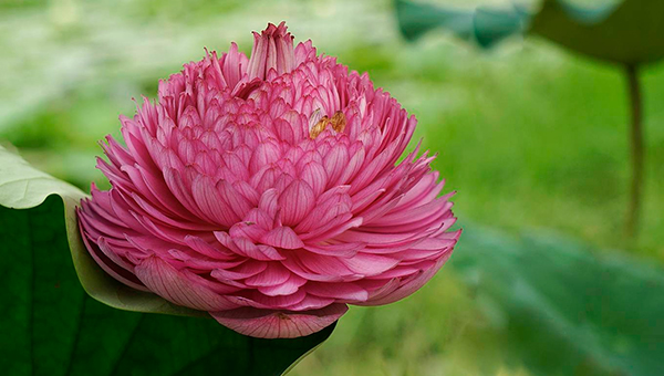 Exploring peculiar varieties of lotus flowers in Vietnam