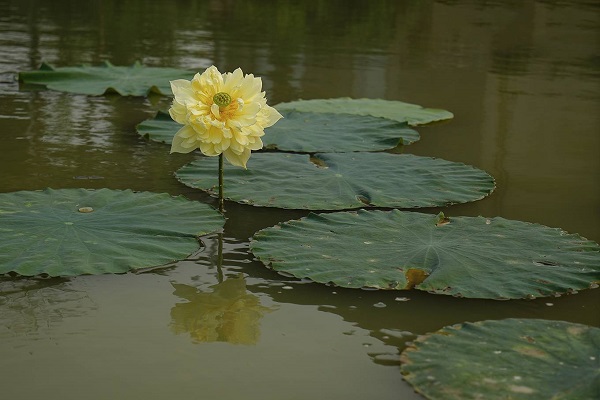 Autumn in Moling lotus, which is brilliant with multi-petal yellow flower, is rarely seen elsewhere. It is grown in Dong Anh district, Hanoi.