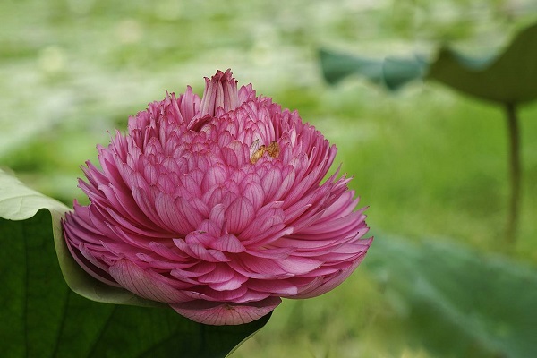 The life of thousand-petal lotus is short, about three weeks. The external petal layer looks like the usual pink lotus but there are a number of oval-shaped petal layers inside.