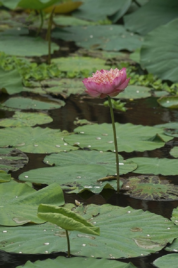 Sacred lotus, also known as Nelumbo Momo Botan, is seen at Ninh Xa pagoda in Thuong Tin district, Hanoi. Each blooming flower has a diameter of up to 30 cm, which look charming with the unique thick layers of petals lying close together.