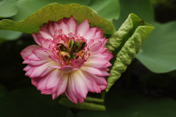 The Royal lotus in the muddy water at Hung Phuc pagoda, Hanoi is a precious flower which is normally seen in pink or white. The most radiant time of blooming just lasts for three days when many bees are attracted to get nectar and pollen.