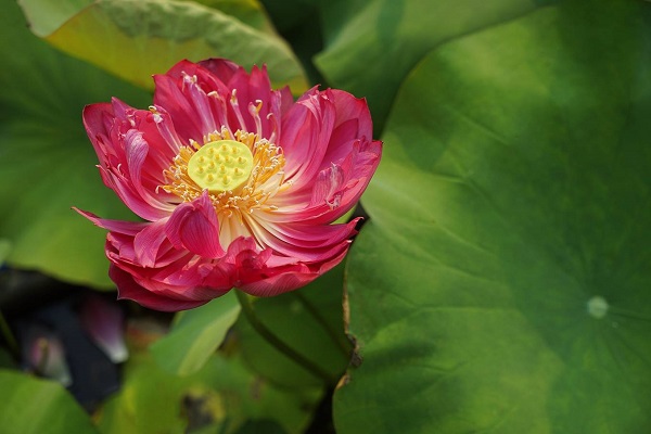 Beautiful Drop Blood lotus rise in a muddy pond in Dien Ban town.