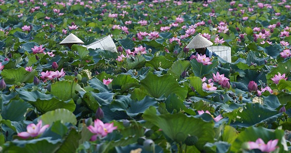 Villagers harvest lotus flowers at a lotus pond in Dien Loc village, Hue.