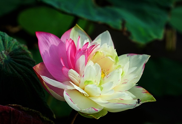 Two-colored lotus rarely rises in nature but some lotus pond owners in Vietnam have successfully multiplied this type.