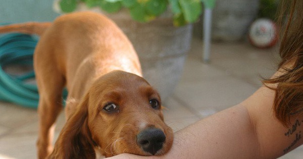 Nghe VietNamNet: Bé 4 tuổi bị chó nhà cắn đứt khí quản