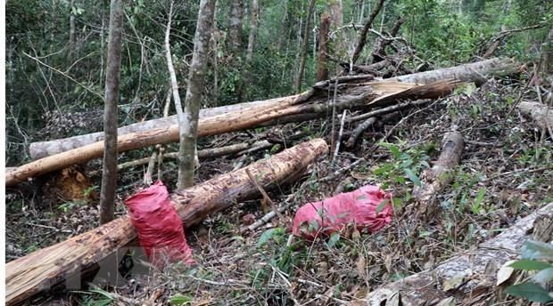 Tỉnh Đắk Nông chỉ đạo điều tra, xử lý việc bức tử rừng thông phòng hộ