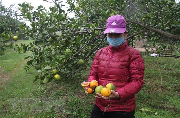 Cam Vinh vào vụ nhưng mất giá, vắng bóng thương lái thu mua
