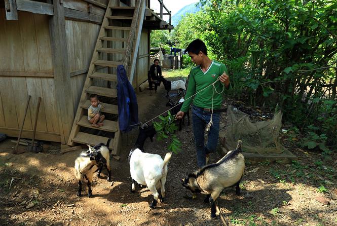Raising goats has created a sustainable livelihood for local people (Photo: VNA)