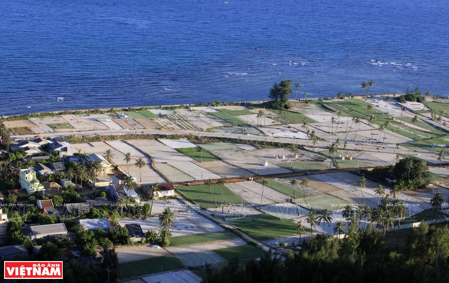 Local people grow special garlic on the sandstone sand on Ly Son island (Photo: VNA)