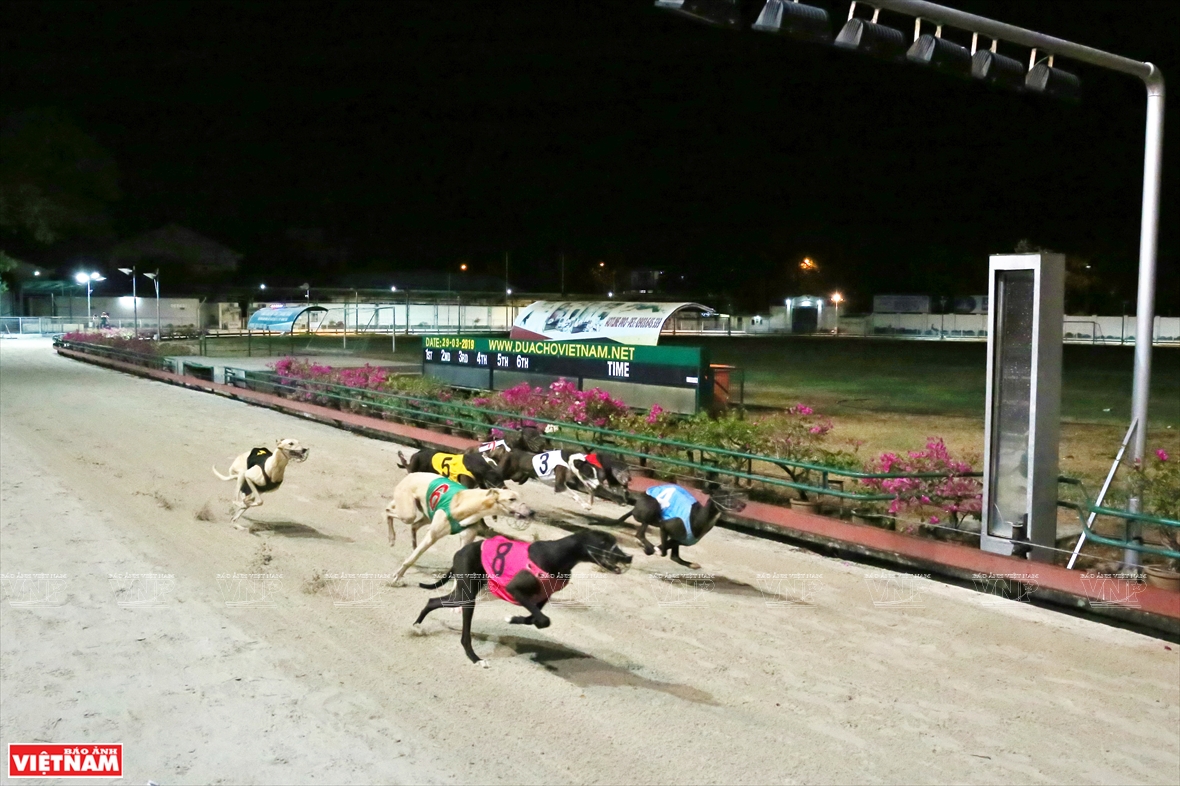 Dog racing is usually held on Saturdays so it is convenient for tourists to watch during their visit to Vung Tau (Photo: VNA)