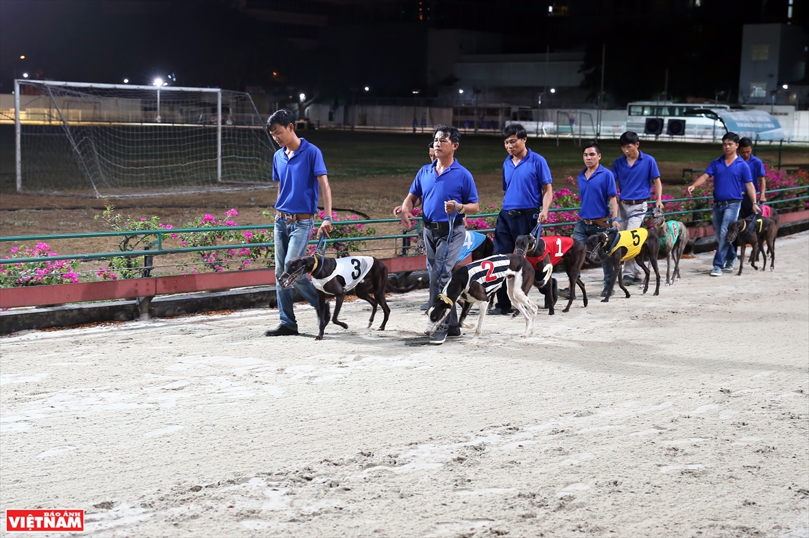 The trainers take the dogs to the track (Photo: VNA)