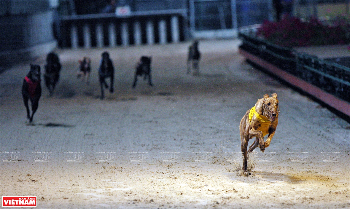 The dogs run at a speed of about 60hm/hour, faster than the speed of a track-and-field athlete (Photo: VNA)