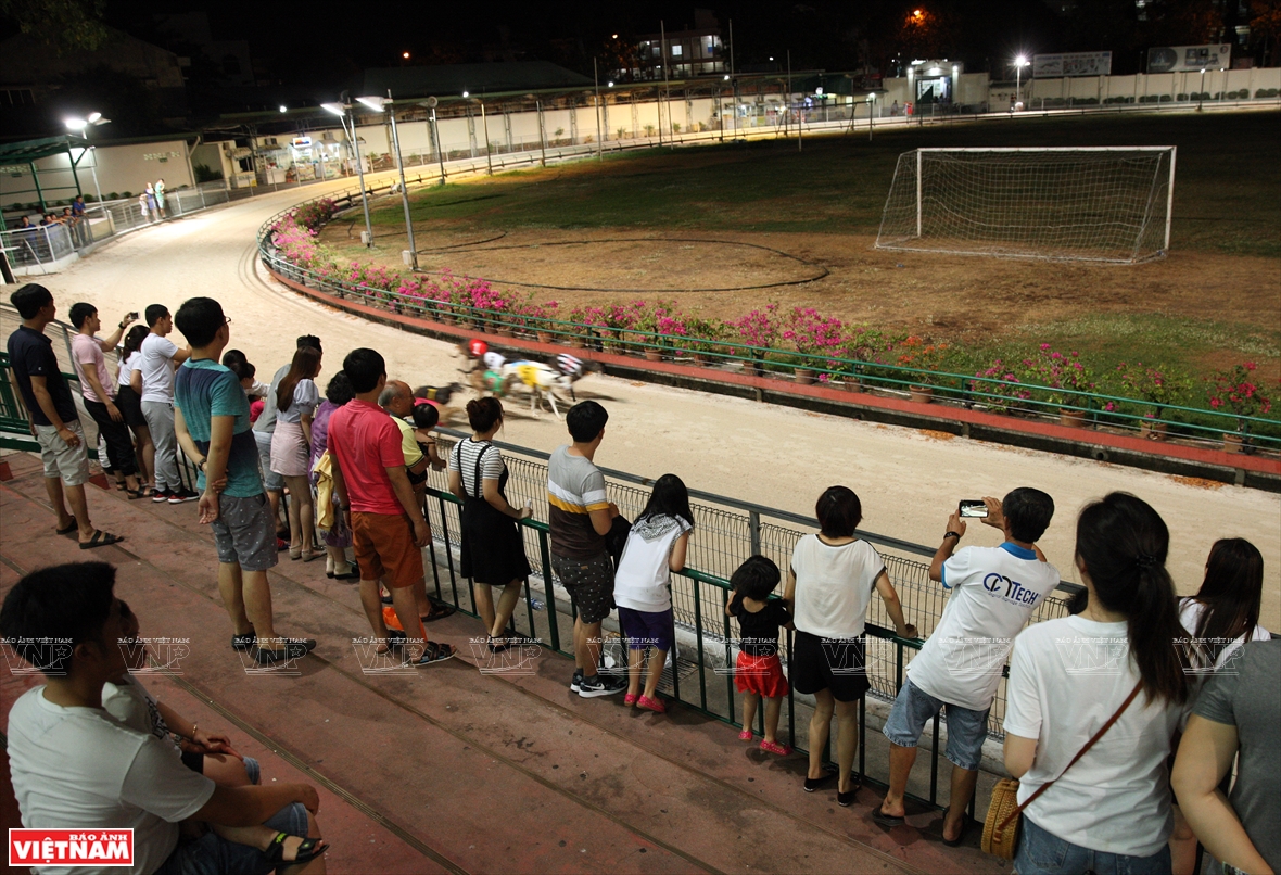 While the dogs are running, people in the stands shout and encourage their favorite dog (Photo: VNA)