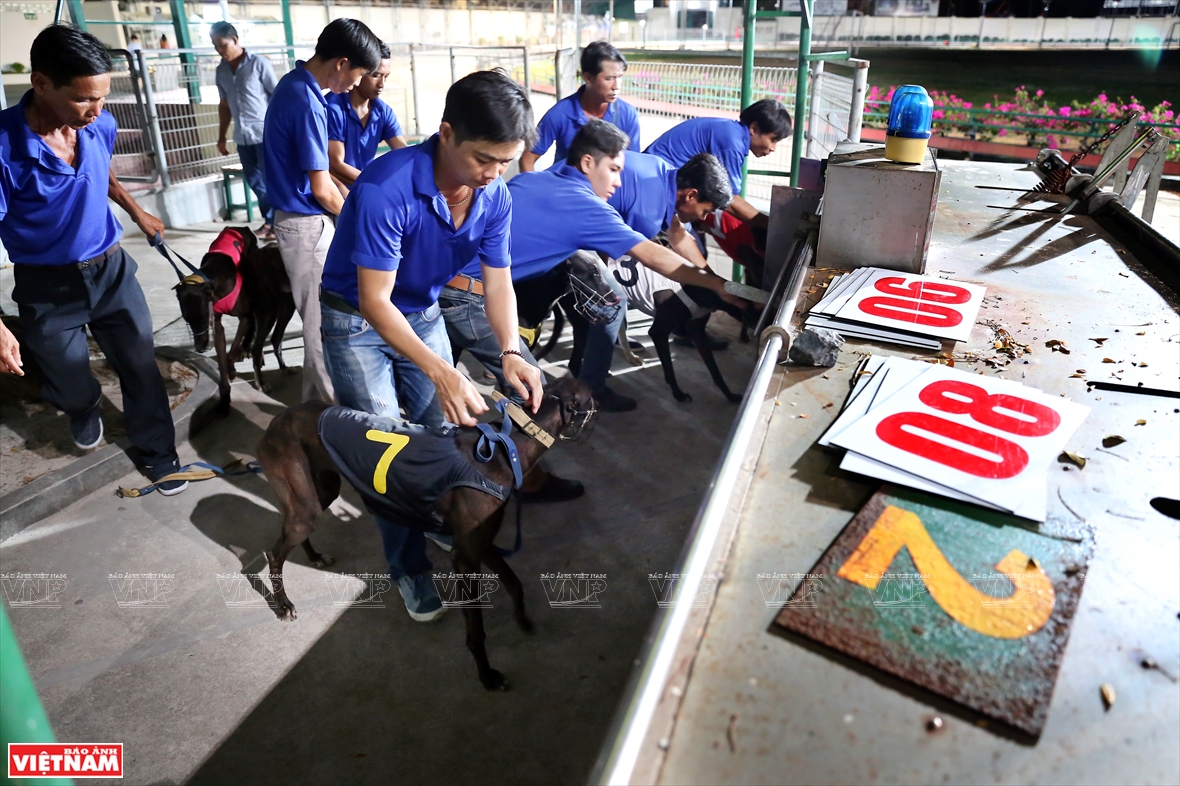 The “dog athletes” are numbered from 1 to 8 (Photo: VNA)