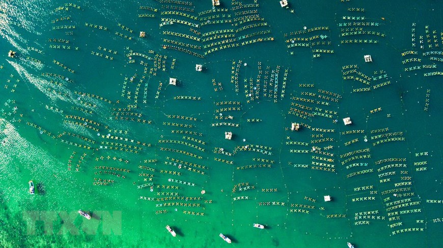 Aerial shot of the lobster farming area (Photo: VNA)