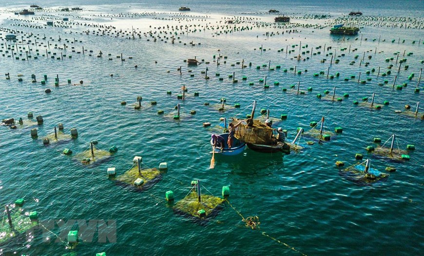 Aerial shot of the lobster farming area  (Photo: VNA)