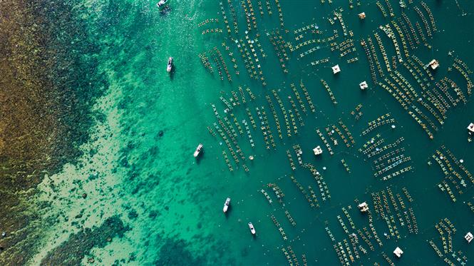 Phu Yen province's lobster farms are like neat rows of Xs on the emerald blue water (Photo: VNA)