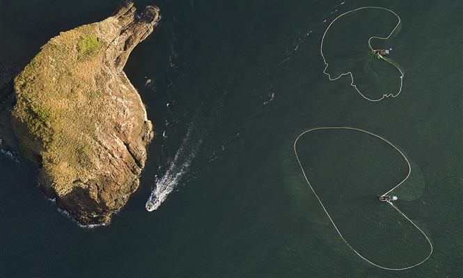 Phu Yen province's fishermen spread large nets to catch anchovies near Yen islet (Photo: VNA)