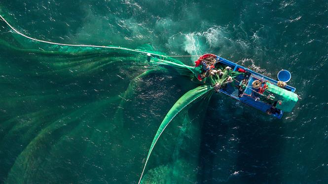 Fishermen from Phu Yen's An Hai village spread their net to catch anchovies