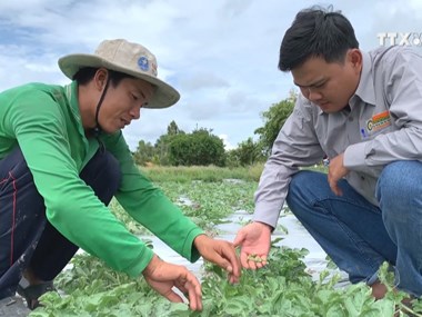 Vietnamese watermelon seeds exported to Japan for first time