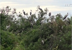 Farmer couple builds shelter for storks