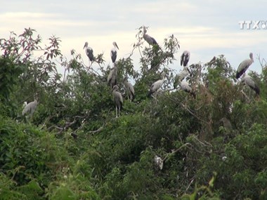 Farmer couple builds shelter for storks