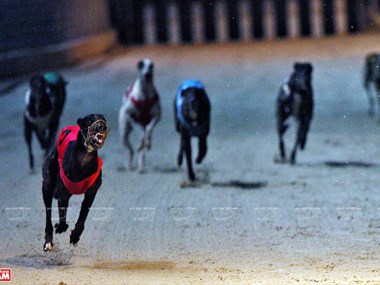 Dog racing in Vung Tau