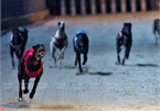 Dog racing in Vung Tau