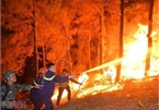 Forest fires engulf over 100 hectares