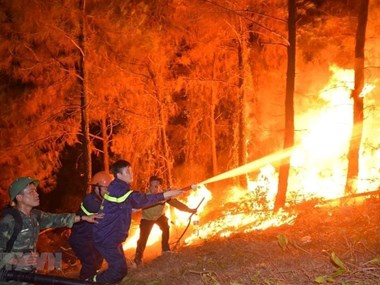Forest fires engulf over 100 hectares