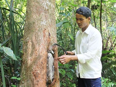 No honey means no money for these villagers