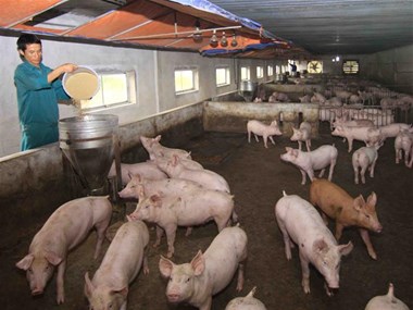 African swine fever spreads over 62 localities