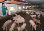 African swine fever spreads over 62 localities