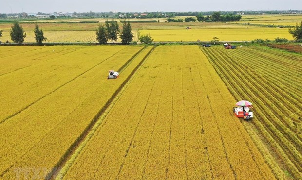 Mekong Delta faces challenge to reducing greenhouse gas emissions in rice farming hinh anh 1