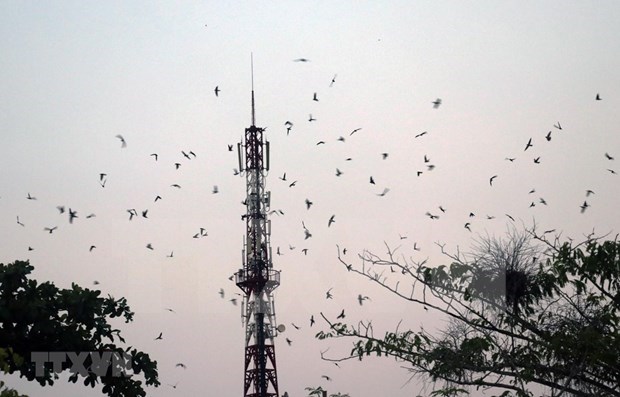 Tours connected to swift raising villages in Kien Giang hinh anh 1