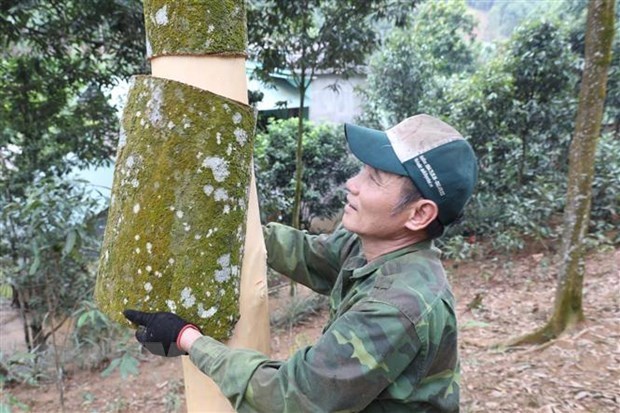 Cinnamon - nature’s blessed gift for poverty reduction in Yen Bai province hinh anh 3