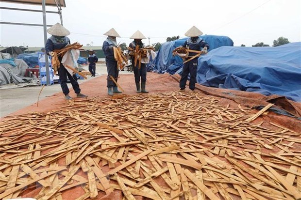Cinnamon - nature’s blessed gift for poverty reduction in Yen Bai province hinh anh 2