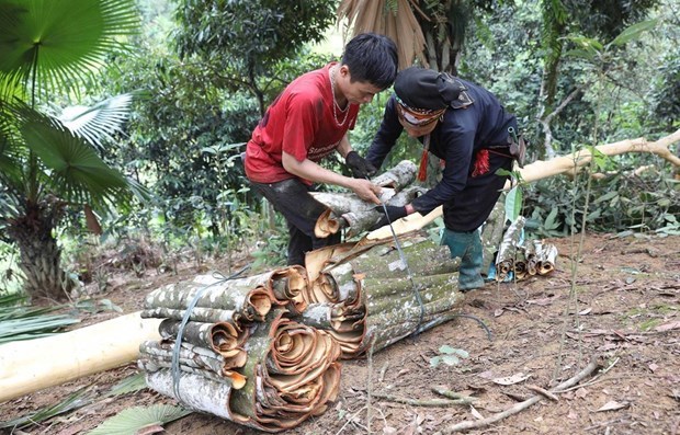 Cinnamon - nature’s blessed gift for poverty reduction in Yen Bai province