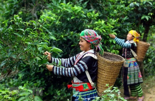 Phin Ho ‘shan tuyet’ tea –specialty of Ha Giang hinh anh 1