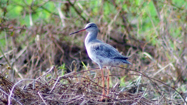 The home of water, migratory birds in northern Vietnam