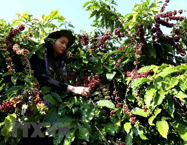 Domestic coffee exporters expect a promising year hinh anh 1