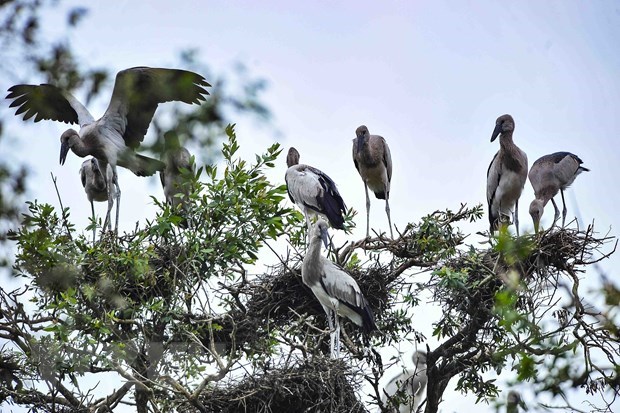 Exploring nine Ramsar sites of Vietnam