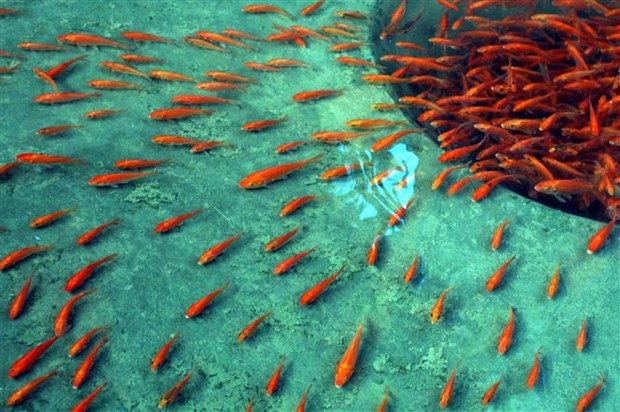 Kitchen Gods worshipping: Vietnamese traditional belief hinh anh 3
