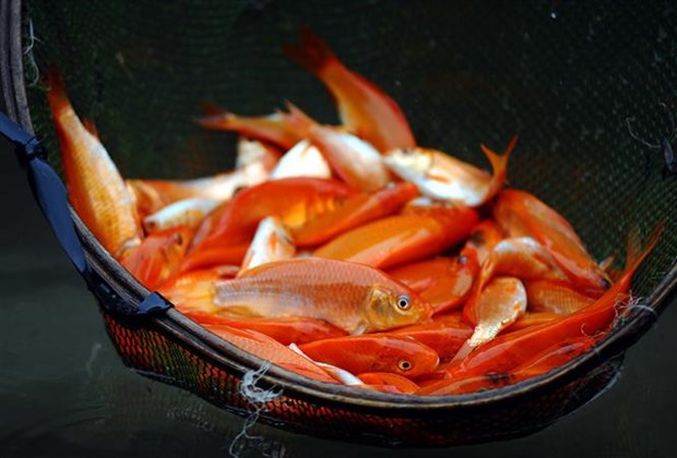 Kitchen Gods worshipping: Vietnamese traditional belief hinh anh 6