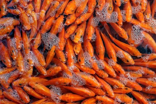 Kitchen Gods worshipping: Vietnamese traditional belief hinh anh 7