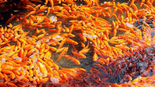 Kitchen Gods worshipping: Vietnamese traditional belief hinh anh 8