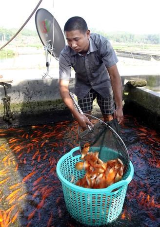 Kitchen Gods worshipping: Vietnamese traditional belief hinh anh 10